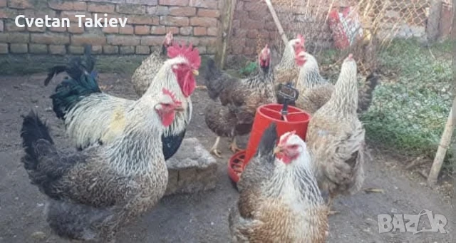 Катунски кокошки и петли изгодно , снимка 4 - Кокошки и пуйки - 48613550