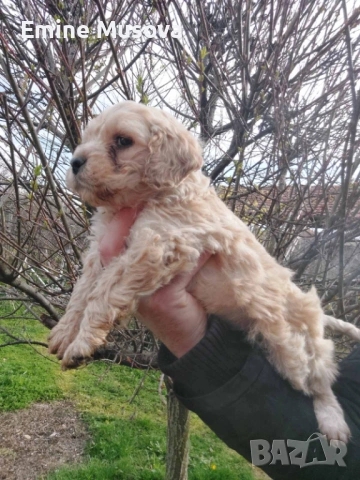 Кокер лагото