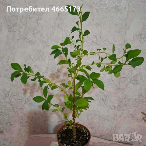 Еуфорбия/Христов венец Цвете, снимка 4 - Стайни растения - 54742956
