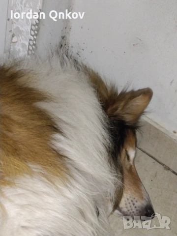 Подарявам коли, снимка 2 - Коли - 53903182