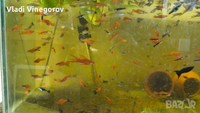 Всичките рибки за 55 евро. Само за гр. Видин!!!, снимка 6 - Рибки - 53281171