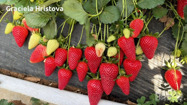 Продавам разсад ягоди , снимка 11 - Сортови семена и луковици - 54365234