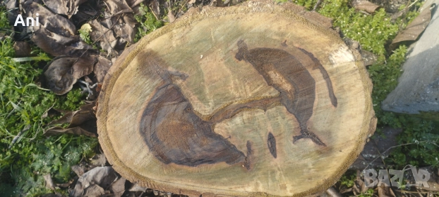 Шайби суров орег