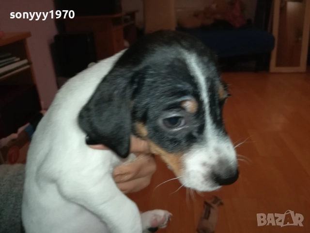 ДЖАК РЪСЕЛ БЕБЕШОЦИ 40 ДЕНА 0210251842, снимка 5 - Джак ръсел териер - 51924045