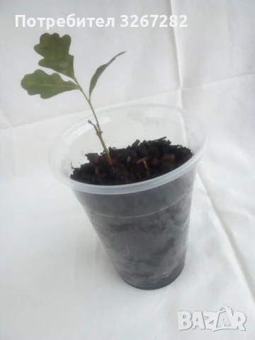 Дъб,Летен,Querca Robur,Разсад, снимка 5 - Разсади - 50499285