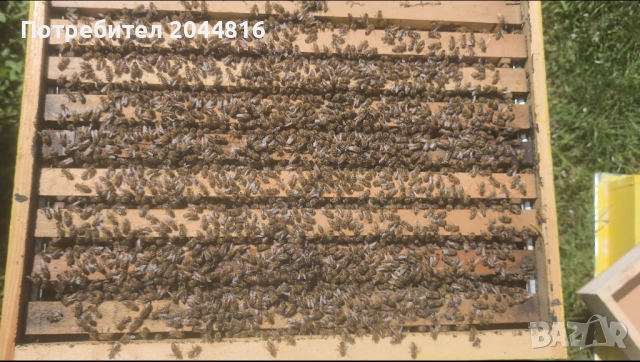 Силни пчелни семейства, снимка 2 - За пчели - 54344880