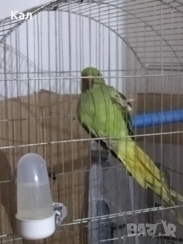 Малък александър, снимка 3 - Папагали - 54310334