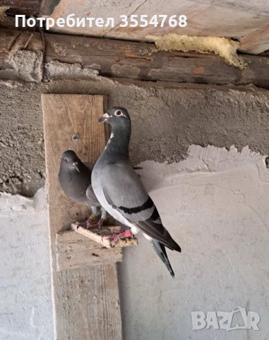 Продавам спортни гълъби , снимка 3 - Гълъби - 50497845