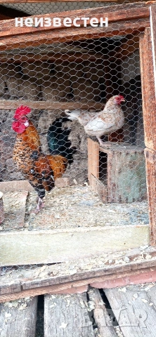 Продавам декоративно петле и кокошка , снимка 2 - други­ - 53534480