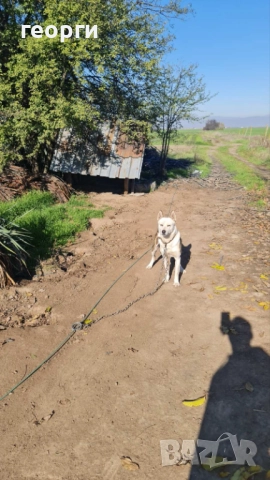 Западно сибирска лайка , снимка 12 - Други - 52490174