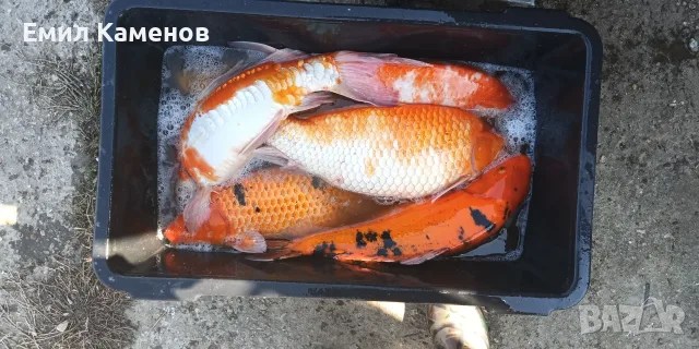 Шарани Кои двугодишни , снимка 4 - Други животни - 56331851