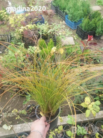 Карекс - Декоративна трева, снимка 6 - Градински цветя и растения - 30071691
