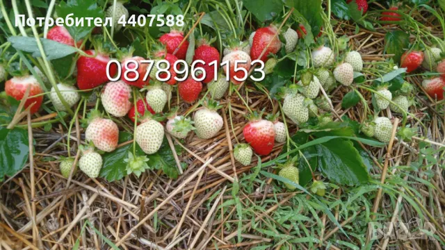Целогодишни ягоди , снимка 3 - Разсади - 49982377