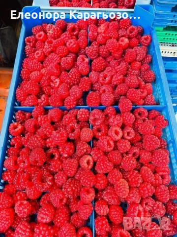 Качествен разсад ягоди и малини, снимка 5 - Разсади - 53879236