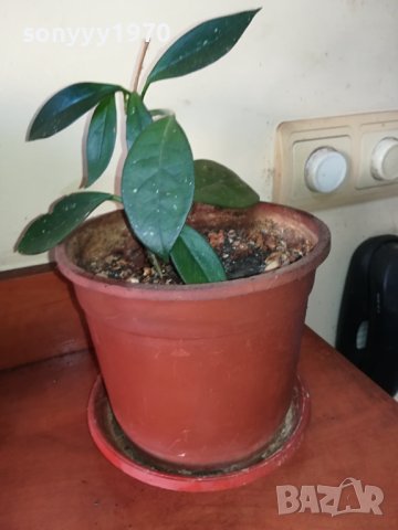 ЦВЕТЕ В САКСИЯ-ДЪРВОТО НА ПАРИТЕ 1802241018, снимка 3 - Стайни растения - 44349238