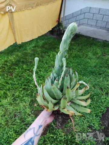 Sempervivum / семпервивум / алпийска роза / кактус / сукулент, снимка 5 - Градински цветя и растения - 50949209