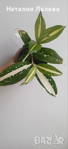 Драцена, dracena milky way, снимка 2 - Стайни растения - 54188710