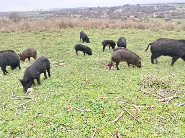 Продавам прасета, снимка 5 - Прасета - 54334729