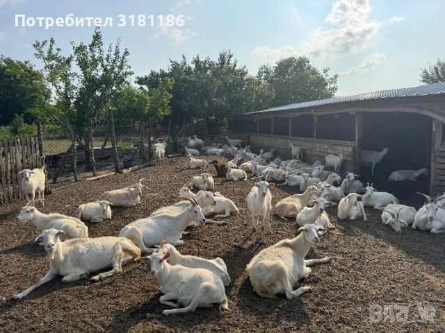 Продавам кози ББМ, снимка 3 - Кози - 52531915