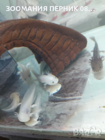 акселотъл , снимка 2 - Други - 52329304