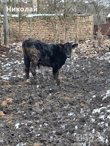 Три мъжки телета , снимка 3 - Крави - 53173942