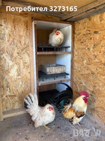  Кокошки Шабо , снимка 5 - Кокошки и пуйки - 52788552