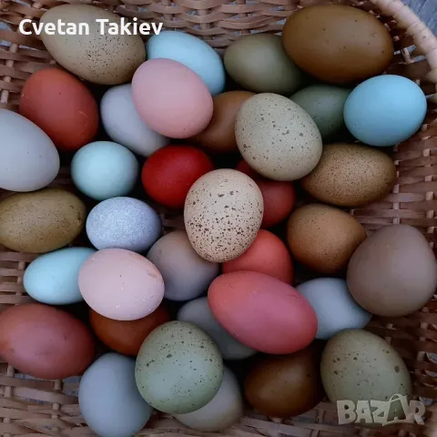 Цветни разплодни яйца, пъстри и разноцветни 