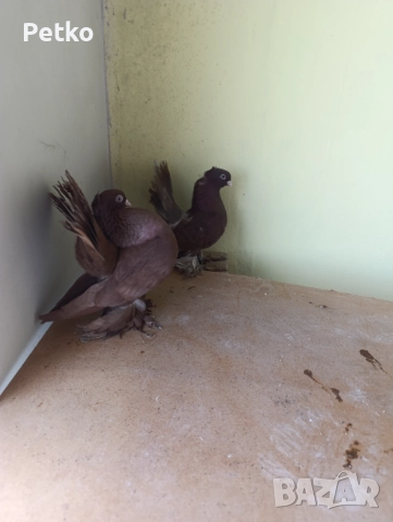 Гълъби ростовски, снимка 11 - Гълъби - 52224460