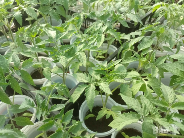 Продавам пикиран разсад домати, снимка 2 - Разсади - 54313046