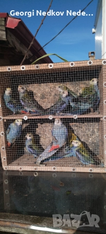 Продавам жълтоглави розели , снимка 6 - Папагали - 52907206