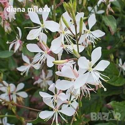 Гаура, студоустойчива, Gaura lindheimeri Emmeline White, снимка 3 - Градински цветя и растения - 40773920