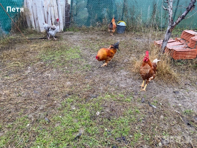 Петлета на 6 месеца, снимка 4 - Кокошки и пуйки - 53156755