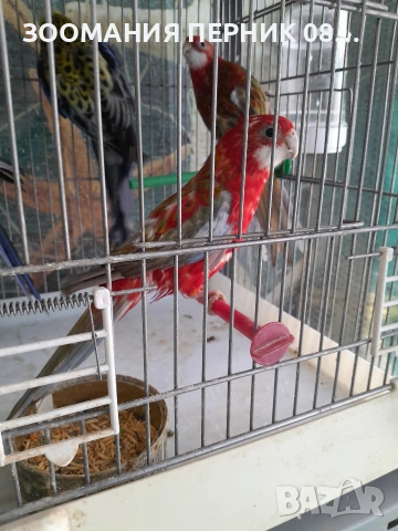 скорицова розела 