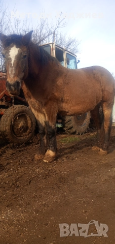 Работен кон, снимка 2 - Коне - 52890875