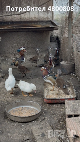 Мандаринки, снимка 8 - други­ - 54237285