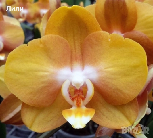 Орхидея фаленопсис Las Vegas