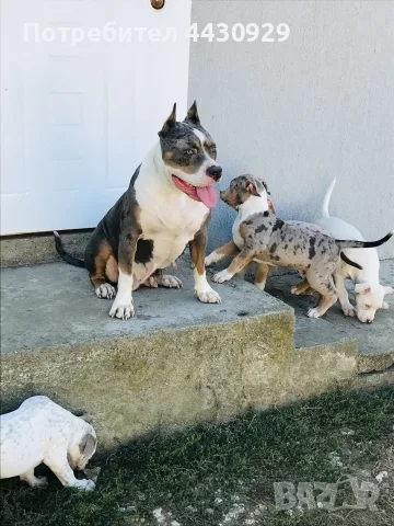 American Bully XL, снимка 10 - Американски стафордширски териер - 56546345
