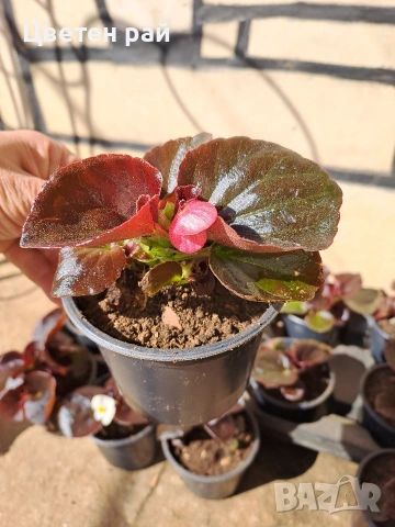 Градинска бегония , снимка 17 - Градински цветя и растения - 54237980