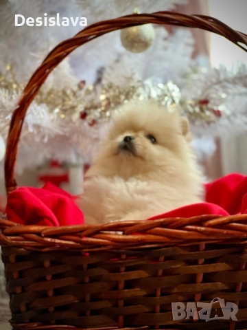 Мини померан, снимка 3 - Померан - 52907660