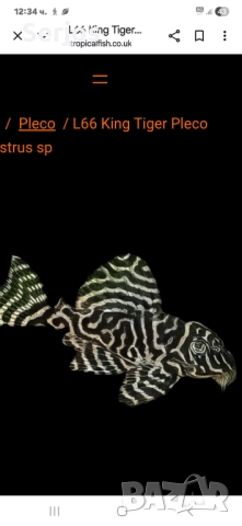 Сомчета Хипанцитрус , снимка 8 - Рибки - 52352323