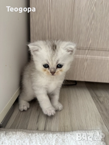 сребърни котета , снимка 5 - Британска късокосместа - 56065702