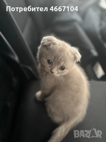 британско късокосместо коте на два месеца ,женско , снимка 5 - Британска късокосместа - 52632975