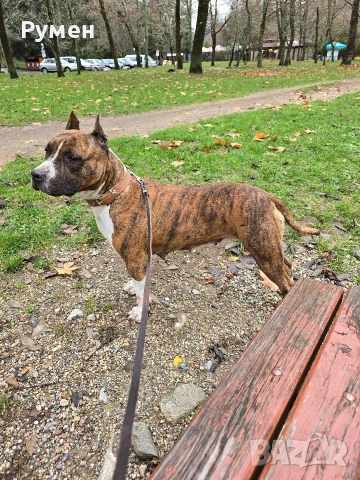 Американски стафордшир териер , снимка 15 - Американски стафордширски териер - 54059702