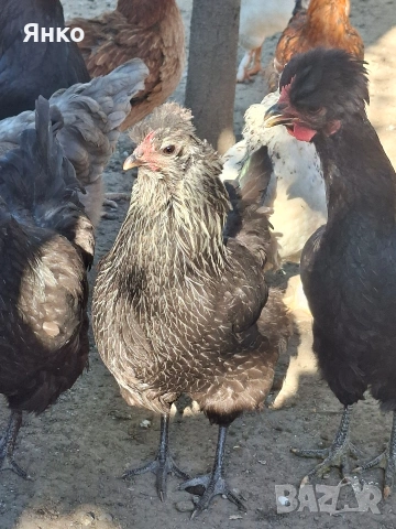 кокошки, снимка 7 - Кокошки и пуйки - 54364671