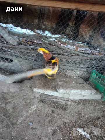 жълто златен фазан