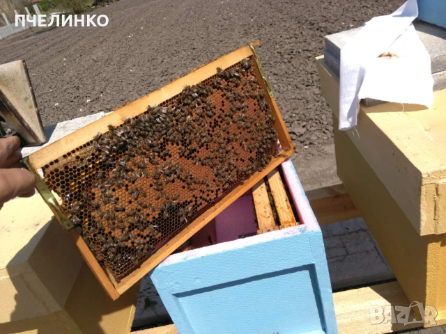 Малки пчелни семейства на 4 рамки, снимка 2 - За пчели - 53884338
