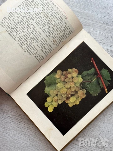 Определител на сортовете лози Атанас Дончев , снимка 10 - Художествена литература - 50952075