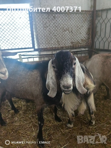 Чистокръвен англонубийски пръч , снимка 3 - Кози - 53035461