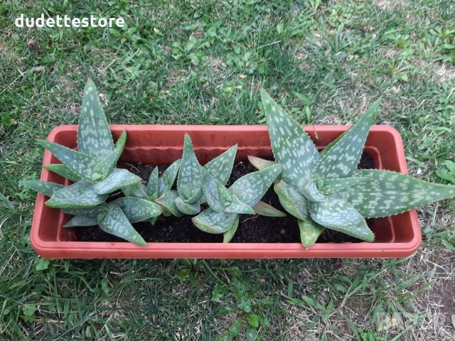 Различни видове АЛОЕ, снимка 1