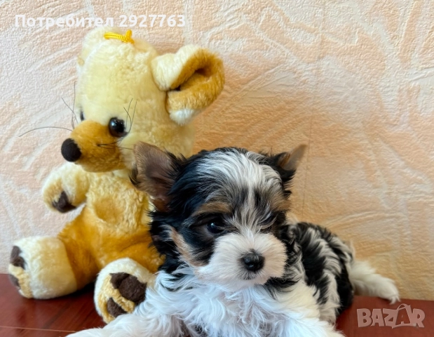 Бивер йоркширски териер, снимка 6 - Йоркширски териер - 52475821